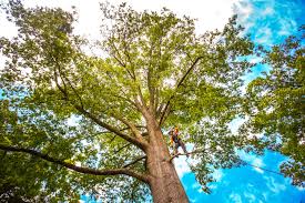 Best Tree Trimming and Pruning  in Cumberland Head, NY