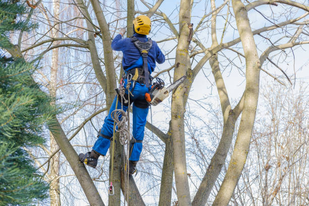 Best Tree Preservation Services  in Cumberland Head, NY
