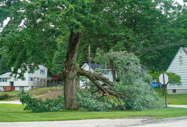 Best Lot and Land Clearing  in Cumberland Head, NY